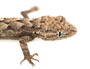 lizard on a white background. Macro