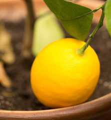 Lemon on a branch