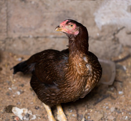portrait of a chicken