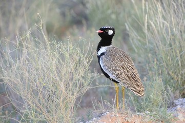 Black Kooraan (Eupodotis afra) in the Kalahari desert