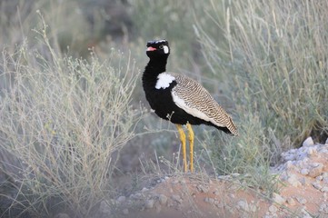 Black Kooraan (Eupodotis afra) in the Kalahari desert