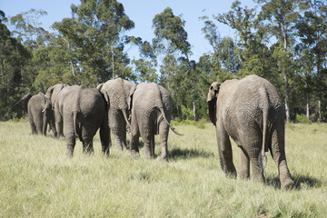 Obraz premium Herd of African elephants walking in grasslands. South Africa