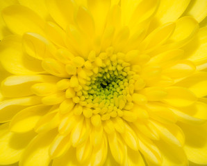 beautiful background of yellow flower