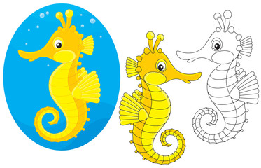 sea horse © Alexey Bannykh