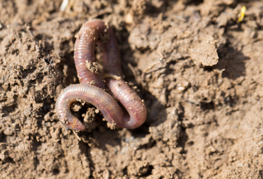 a worm on the ground. Macro