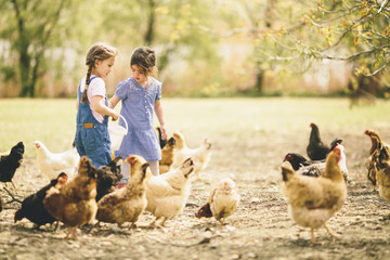 Two little girl feeding chickens