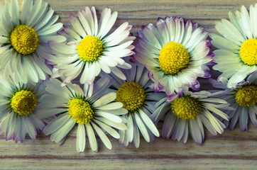 Obraz premium daisy