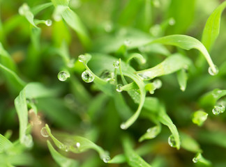 water drop on the green grass. macro