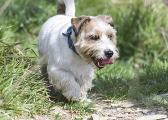 Schnauzer nano  nel prato