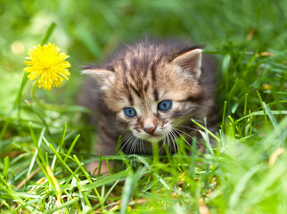 Naklejka na ściany i meble Cute little kitten in the grass