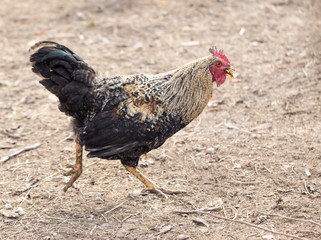 Cock Outdoors