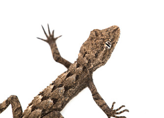 lizard on a white background. Macro