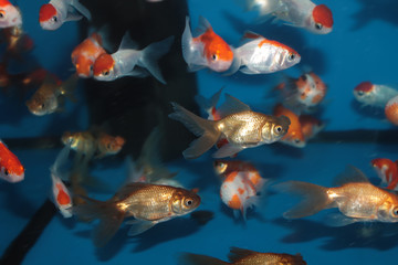 Different species of goldfish in aquarium