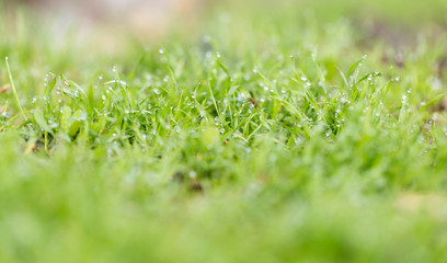 water drop on the green grass. macro