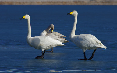 Swans on ice
