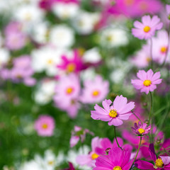 Fototapeta premium Flower cosmos