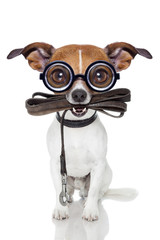silly crayz dog