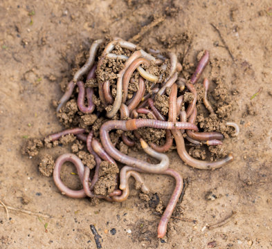 a worm on the ground. Macro