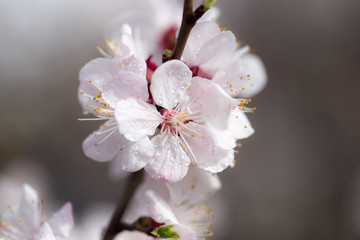 Fototapeta premium beautiful flowers on a tree. macro