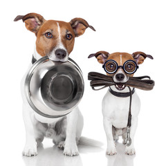 father and son dogs