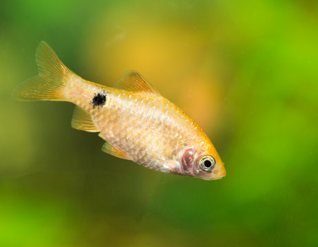 รูปภาพPuntius เลือกดูภาพถ่ายสต็อก เวกเตอร์ และวิดีโอ1,030 Adobe Stock