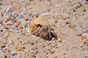 Hermit crab