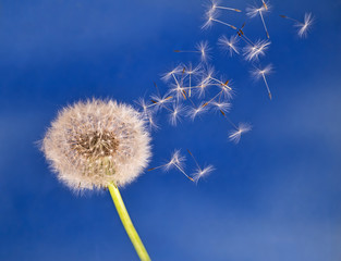 Dandelion seeds on the breeze, blue sky