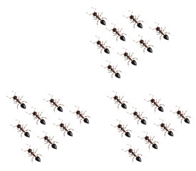 Ant isolated on white background