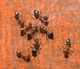 ants. macro