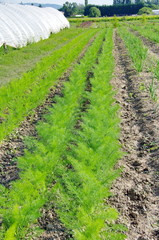 planting fennel
