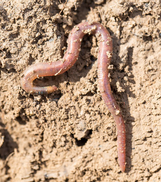 a worm on the ground. Macro