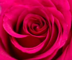 Fototapeta na wymiar beautiful rose on nature