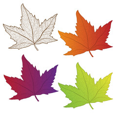 Collection colorful autumn leaves isolated.