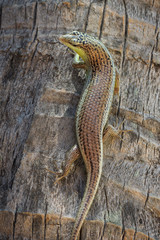 Closeup of a viviparous lizard climbing up a palm tree