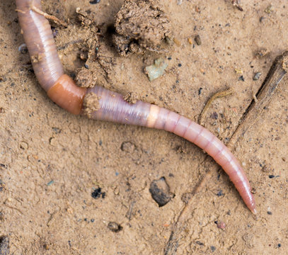 a worm on the ground. Macro