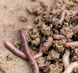 a worm on the ground. Macro