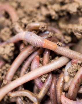 a worm on the ground. Macro