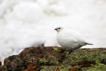 Rock Ptarmigan (Lagopus muta) winter plumage in Japan 