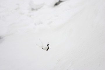 Obraz na płótnie Canvas Skała Ptarmigan (Lagopus muta) w upierzeniu zimowym w Japonii