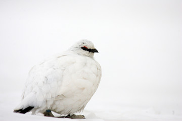 Rock Ptarmigan (Lagopus muta) winter plumage in Japan 
