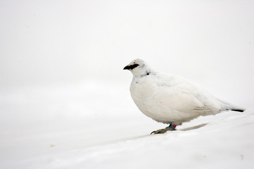 Rock Ptarmigan (Lagopus muta) winter plumage in Japan 