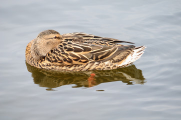 relaxed duck