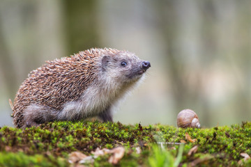 Naklejka na ściany i meble Eastern European Hedgehog