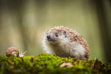 Eastern European Hedgehog