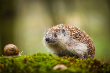 Eastern European Hedgehog - 63507418
