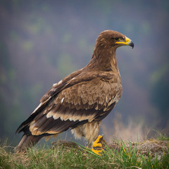 steppe Eagle