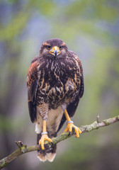 buzzard