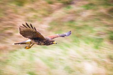 buzzard bird