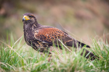 buzzard bird
