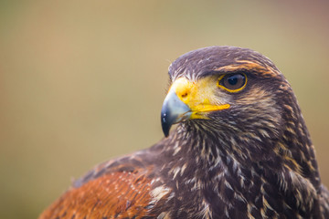 buzzard bird